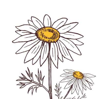 Flor de manzanilla